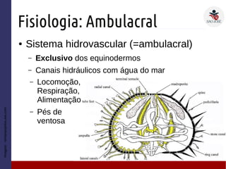 Fisiologia: Ambulacral
● Sistema hidrovascular (=ambulacral)
– Exclusivo dos equinodermos
– Canais hidráulicos com água do mar
Imagem:romanasantos.wix.com
– Locomoção,
Respiração,
Alimentação
– Pés de
ventosa
 