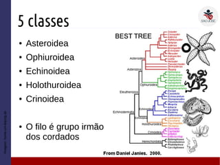 5 classes
● Asteroidea
● Ophiuroidea
● Echinoidea
● Holothuroidea
● Crinoidea
● O filo é grupo irmão
dos cordados
Imagem:home.uni-leipzig.de
 