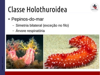Classe Holothuroidea
● Pepinos-do-mar
– Simetria bilateral (exceção no filo)
– Árvore respiratória
Imagem:prezi.com
 
