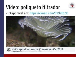 Vídeo: poliqueto filtrador
● Disponível em: https://vimeo.com/31378133
 