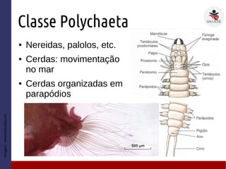 Classe Polychaeta
● Nereidas, palolos, etc.
● Cerdas: movimentação
no mar
● Cerdas organizadas em
parapódios
Imagem:www.bioscripts.net
 