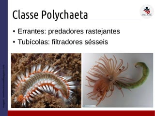Classe Polychaeta
● Errantes: predadores rastejantes
● Tubícolas: filtradores sésseis
Imagem:invertevoiceuneal.blogspot.com
 