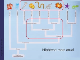 Imagem:Biologia-SôniaLopes
Hipótese mais atual
 