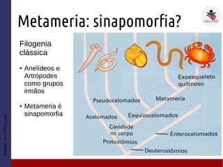 Metameria: sinapomorfia?
Imagem:LivroSôniaLopes
Filogenia
clássica
● Anelídeos e
Artrópodes
como grupos
irmãos
● Metameria é
sinapomorfia
 
