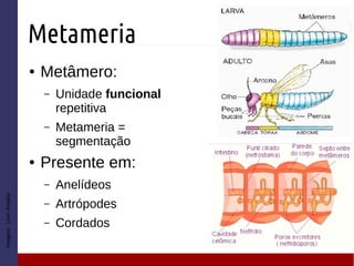 Metameria
● Metâmero:
– Unidade funcional
repetitiva
– Metameria =
segmentação
● Presente em:
– Anelídeos
– Artrópodes
– Cordados
Imagem:LivroAmabis
 