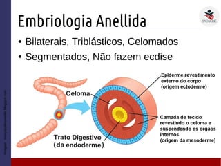 Embriologia Anellida
● Bilaterais, Triblásticos, Celomados
● Segmentados, Não fazem ecdise
Imagem:manystudiesonelife.blogspot.com
 