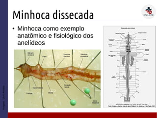 Minhoca dissecada
● Minhoca como exemplo
anatômico e fisiológico dos
anelídeos
Imagem:LivroAmabis
 