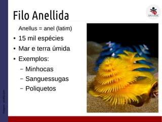 Filo Anellida
Anellus = anel (latim)
● 15 mil espécies
● Mar e terra úmida
● Exemplos:
– Minhocas
– Sanguessugas
– Poliquetos
Imagem:picslist.com
 