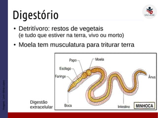 Digestório
● Detritívoro: restos de vegetais
(e tudo que estiver na terra, vivo ou morto)
● Moela tem musculatura para triturar terra
Imagem:LivroSôniaLopes
Digestão
extracelular
 