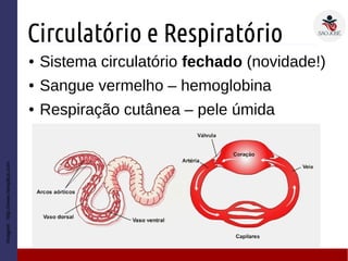 Circulatório e Respiratório
● Sistema circulatório fechado (novidade!)
● Sangue vermelho – hemoglobina
● Respiração cutânea – pele úmida
Imagem:http://www.netxplica.com
 