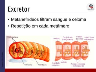 Excretor
● Metanefrídeos filtram sangue e celoma
● Repetição em cada metâmero
Imagem:LivroAmabis
 