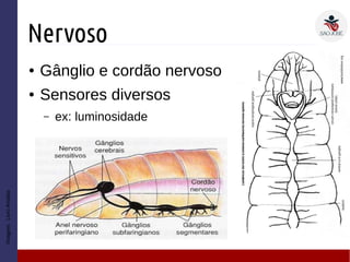 Nervoso
● Gânglio e cordão nervoso
● Sensores diversos
– ex: luminosidade
Imagem:LivroAmabis
 