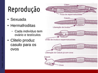 Reprodução
● Sexuada
● Hermafroditas
– Cada indivíduo tem
ovário e testículos
● Clitelo produz
casulo para os
ovos
Imagem:zoologia-ii-ufes-turma-i.webnode.com
 