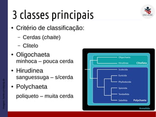 3 classes principais
● Critério de classificação:
– Cerdas (chaite)
– Clitelo
● Oligochaeta
minhoca – pouca cerda
● Hirudinea
sanguessuga – s/cerda
● Polychaeta
poliqueto – muita cerda
Imagem:home.uni-leipzig.de
 