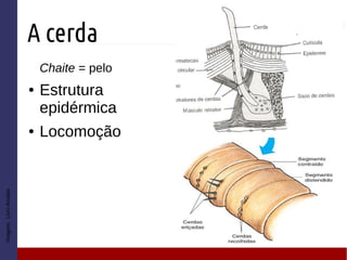 A cerda
Chaite = pelo
● Estrutura
epidérmica
● Locomoção
Imagem:LivroAmabis
 