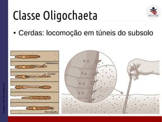 Classe Oligochaeta
● Cerdas: locomoção em túneis do subsolo
Imagem:www.bioscripts.net
 