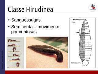 Classe Hirudinea
● Sanguessugas
● Sem cerda – movimento
por ventosas
Imagem:www.ebah.com.br
 