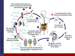 Imagem::www.tuasaude.com
 