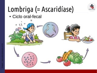 Lombriga (= Ascaridíase)
● Ciclo oral-fecal
– D
Imagem:www.editoradobrasil.com.br
 