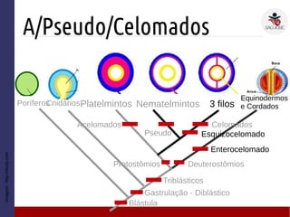 A/Pseudo/Celomados
Triblásticos
Deuterostômios
Cnidários 3 filosPoríferos
Protostômios
Equinodermos
e Cordados
Imagem:http://study.com
Platelmintos Nematelmintos
Acelomados Celomados
Pseudo
Enterocelomado
Esquizocelomado
Gastrulação - Diblástico
Blástula