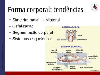 Forma corporal: tendências
● Simetria: radial → bilateral
● Cefalização
● Segmentação corporal
● Sistemas esqueléticos
Imagem:www.biologia.seed.pr.gov.br