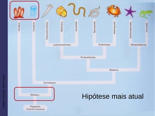 Imagem:Biologia-SôniaLopes
Hipótese mais atual