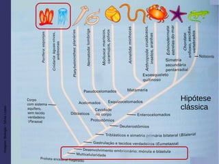 Imagem:Biologia-SôniaLopes
Hipótese
clássica