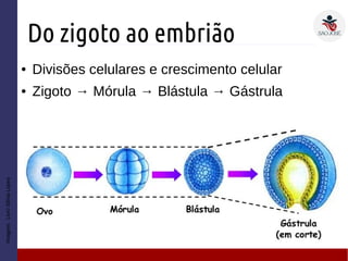 Do zigoto ao embrião
● Divisões celulares e crescimento celular
● Zigoto → Mórula → Blástula → Gástrula
Imagem:LivroSôniaLopes