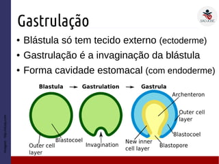Gastrulação
● Blástula só tem tecido externo (ectoderme)
● Gastrulação é a invaginação da blástula
● Forma cavidade estomacal (com endoderme)
Imagem:http://study.com