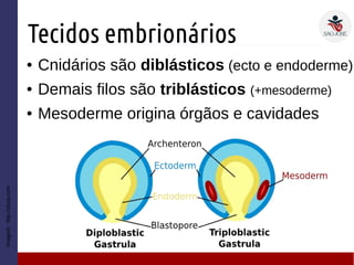 Tecidos embrionários
● Cnidários são diblásticos (ecto e endoderme)
● Demais filos são triblásticos (+mesoderme)
● Mesoderme origina órgãos e cavidades
Imagem:http://study.com