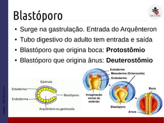 Blastóporo
● Surge na gastrulação. Entrada do Arquênteron
● Tubo digestivo do adulto tem entrada e saída
● Blastóporo que origina boca: Protostômio
● Blastóporo que origina ânus: Deuterostômio
Imagem:http://study.com
