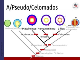 A/Pseudo/Celomados
Triblásticos
Deuterostômios
Cnidários 3 filosPoríferos
Gastrulação - Diblástico
Protostômios
Equinodermos
e Cordados
Blástula
Imagem:http://study.com
Platelmintos Nematelmintos
Acelomados Celomados
Pseudo