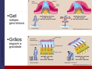 ● Gel
rodopio
gera tontura
Imagem:www.vertigemetontura.com.br
● Grãos
seguem a
gravidade
 