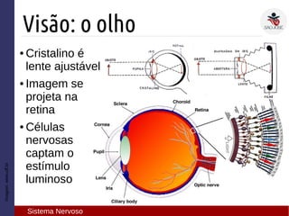 Imagem:www.uff.br
Visão: o olho
Sistema Nervoso
● Cristalino é
lente ajustável
● Imagem se
projeta na
retina
● Células
nervosas
captam o
estímulo
luminoso
 