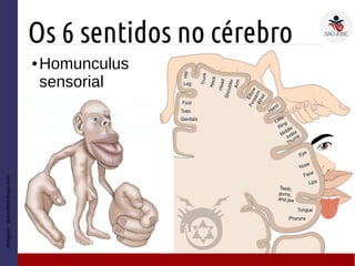 Os 6 sentidos no cérebro
● Homunculus
sensorial
Imagem:diariodebiologia.com
 