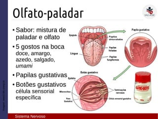 Imagem:www2.ibb.unesp.br
Olfato-paladar
Sistema Nervoso
● Sabor: mistura de
paladar e olfato
● 5 gostos na boca
doce, amargo,
azedo, salgado,
umami
● Papilas gustativas
● Botões gustativos
célula sensorial
específica
 