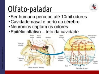 Olfato-paladar
● Ser humano percebe até 10mil odores
● Cavidade nasal é perto do cérebro
● Neurônios captam os odores
● Epitélio olfativo – teto da cavidade
Imagem:www.sobiologia.com.br
 