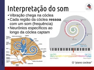 Interpretação do som
Imagem:www.medel.com
● Vibração chega na cóclea
● Cada região da cóclea ressoa
com um som (frequência)
● Neurônios específicos ao
longo da cóclea captam
O “piano coclear”
 