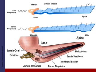 Imagem:http://www.ibb.unesp.br
 