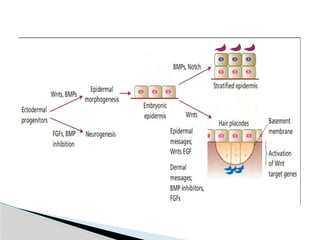 2EMBRYOLOGY OF fetal SKIN DEVELOPMENT - Copy.pptx