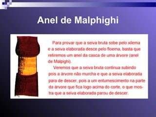 Anel de Malphighi 
 