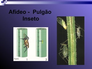 Afídeo - Pulgão 
Inseto 
 