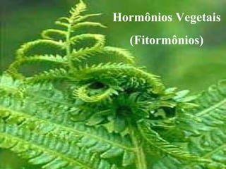 Hormônios Vegetais 
(Fitormônios) 
 