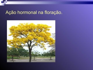 Ação hormonal na floração. 
 