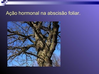 Ação hormonal na abscisão foliar. 
 