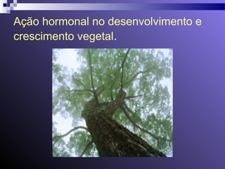 Ação hormonal no desenvolvimento e 
crescimento vegetal. 
 