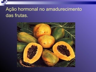 Ação hormonal no amadurecimento 
das frutas. 
 