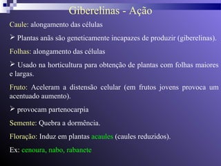 Giberelinas - Ação 
Caule: alongamento das células 
 Plantas anãs são geneticamente incapazes de produzir (giberelinas). 
Folhas: alongamento das células 
 Usado na horticultura para obtenção de plantas com folhas maiores 
e largas. 
Fruto: Aceleram a distensão celular (em frutos jovens provoca um 
acentuado aumento). 
 provocam partenocarpia 
Semente: Quebra a dormência. 
Floração: Induz em plantas acaules (caules reduzidos). 
Ex: cenoura, nabo, rabanete 
 