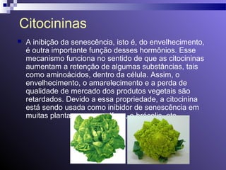 Citocininas 
 A inibição da senescência, isto é, do envelhecimento, 
é outra importante função desses hormônios. Esse 
mecanismo funciona no sentido de que as citocininas 
aumentam a retenção de algumas substâncias, tais 
como aminoácidos, dentro da célula. Assim, o 
envelhecimento, o amarelecimento e a perda de 
qualidade de mercado dos produtos vegetais são 
retardados. Devido a essa propriedade, a citocinina 
está sendo usada como inibidor de senescência em 
muitas plantas, como o alface, o brócolis, etc. 
 