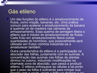 Gás etileno 
 Um das funções do etileno é o amadurecimento de 
frutos, como maçãs, bananas, etc. Uma prática 
comum para acelerar o amadurecimento da banana 
é queimar pó de madeira nas câmaras de 
armazenamento. Essa queima de serragem libera o 
etileno que é indutor do amadurecimento de frutos. 
Cada fruto em amadurecimento libera outras 
quantidades do hormônio, que possivelmente será 
utilizado em frutos vizinhos induzindo-os a 
amadurecer também. 
 Outra característica do etileno é a participação na 
abscisão das folhas, juntamente com as auxinas. A 
concentração das auxinas nas folhas de plantas 
diminui no outono, induzindo modificações na 
chamada zona de abscisão, que passa a produzir 
etileno. O etileno enfraquece as células a tal ponto 
que o peso da folha é suficiente para romper sua 
ligação com o caule, assim a folha se destaca e cai. 
 
